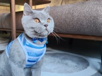 2 yaşında kısırlaştırılmış aşıları tam british shorthair