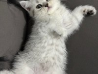 Ailenize yeni bir dost kediniz olsun