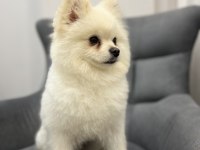Oyuncul Erkek Pomeranian