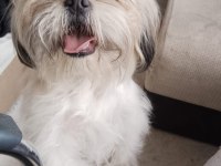 Shih Tzu Dişi