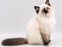 Hakiki Ragdoll Bebekler