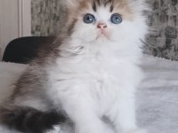 British Longhair Ny2533 Nadir Bicolor Erkek