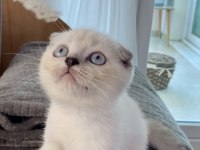 Scottish fold lynx point