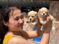 Maltipoo yavru köpekler