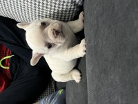 French bulldog lilac tan platinyum dişi mavi göz