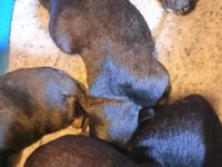 Rottweiler yavrularımız 2 günlük oldu