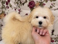 Boncuk Gibi Maltipoo Köpeği