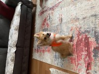 Yavru spitz