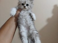 Silver gen yavru kedimiz