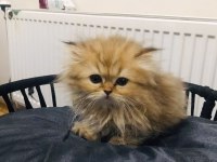 British Longhair 2 Aylık Erkek