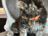 MCO safkan dişi orman rengi maine coon