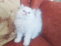 British longhair sağlıklı oyuncu kedimiz