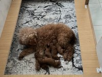 ANNE ALTINDN EVDE BÜYÜYEN MİNYATÜR POODLE YAVRULARI