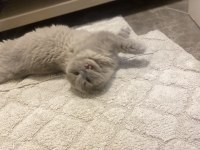 Ücretsiz kedimiz scottish fold