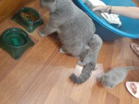 Yavru safkan İngiliz british shorthair