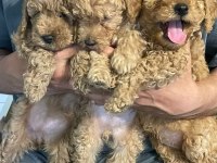 Toy poodle yavrularımız