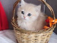 British shorthair erkek
