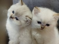 British shorthair mavi göz bebekler
