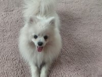 Pomeranian boo 1 yaşında
