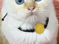 Safkan Siyam Kedisi Yavrular