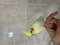 Yavru sultan papağanları