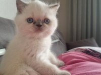 Boncuk gözlü blue point british shorthair