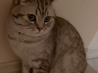 British Shorthair oğlumu ücretsiz sahiplendiriyorum
