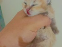 Şecereli golden anne baba yavruları kediler