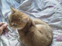 Safkan british shorthair