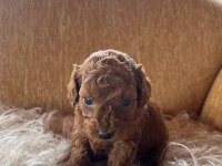 Toy poodle yavrular