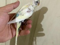 34 Günlük Kusursuz Bebek Muhabbet Kuşu