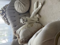 Scottish fold oğlumuz çakiye sıcak yuva arıyoruz