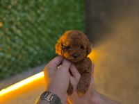 Micro Teacup Kore Poodle Yavrularımız