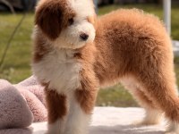 Standart dev poodle yavrular