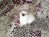 Aşık Olacağınız Sevimli Bebek Kediler