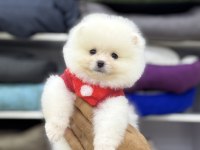 POMERANİAN BOO