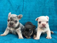 French Bulldog Yavrularımız