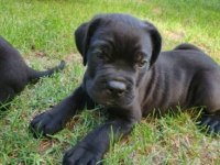Irk Ve Sağlık Garantili Cane Corso Yavrular