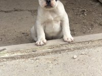 Dişi french bulldog yavrusu