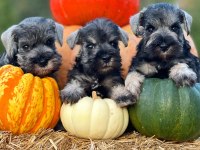FCI secereli Miniatute Schnauzer yavruları