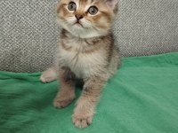 Uyguna british shorthair sahiplendirme
