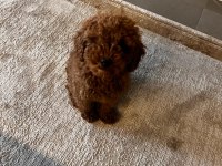Safkan toy poodle yavrumuz 2.5 aylık