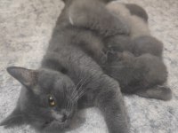 Sağlıklı Dişi Kedimiz