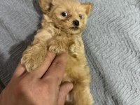 Micro teacup özel yavru
