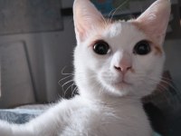 Kedimiz Paris için acil yuva arıyoruz
