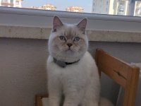 7 aylık british shorthair damızlık erkek kedimiz