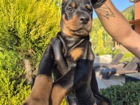 2 aylık A kalite doberman yavrular