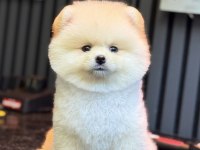 POMERANİAN BOO GÜLEN YÜZ