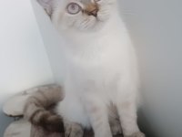 6 aylık british longhair