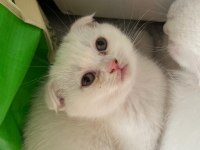 Scottish fold kehribar göz kardeşler